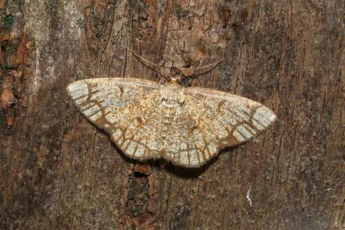 Stegania cararia